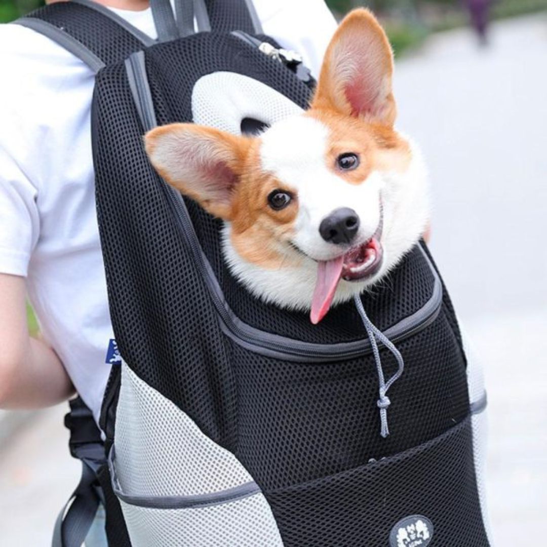 Brehn | PawCarry – Gemeinsam überall unterwegs