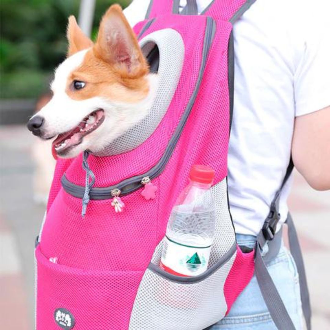 Brehn | PawCarry – Gemeinsam überall unterwegs