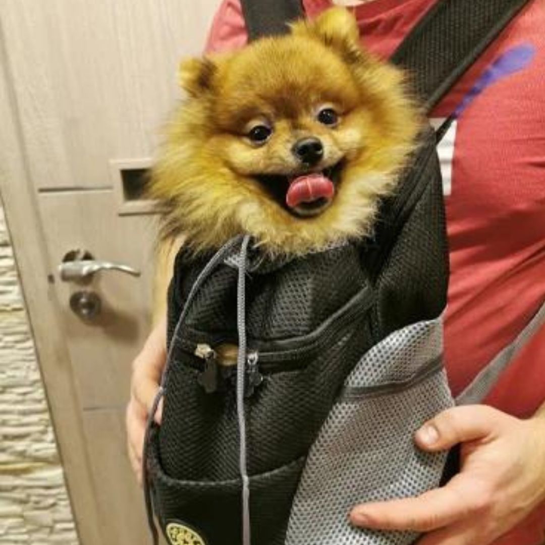 Brehn | PawCarry – Gemeinsam überall unterwegs