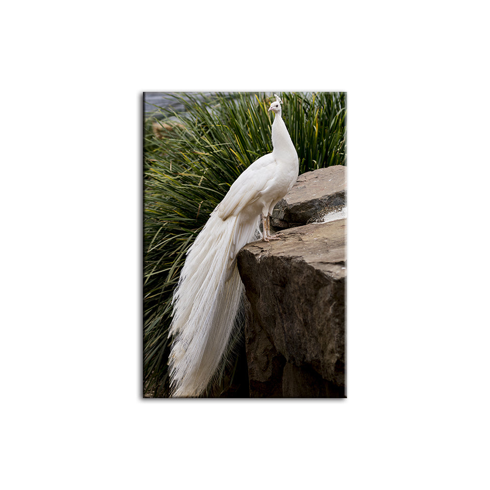 Königlicher Albino-Pfau – Leinwandbild