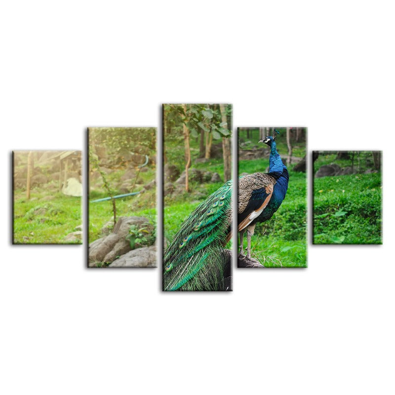 5-teiliges Würdevoller Sonnenbeschienener Pfau - Leinwand Wandkunst Gemälde