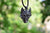 Norse Wolf Head Necklace - Kostenloser Versand! | Brehn